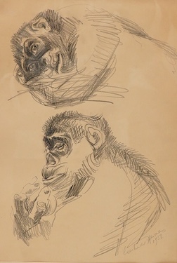 Gertrude Hemes, Studies of chimpanzees, signed and dated 1957, pencil, 35 x 25cm